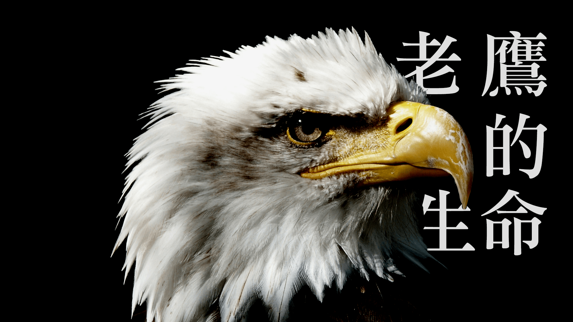 老鷹的生命｜張光偉牧師