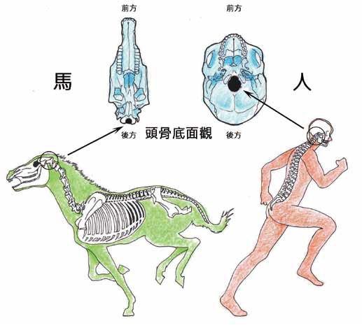 枕骨大孔 英文 コレクション